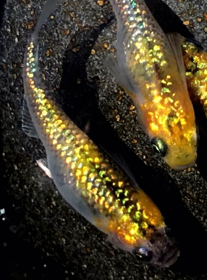 横須賀☆めだか