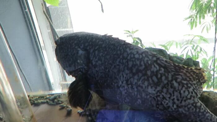 ひかるアクアリューム