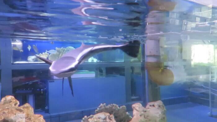 ひかるアクアリューム