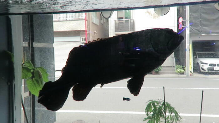 ひかるアクアリューム