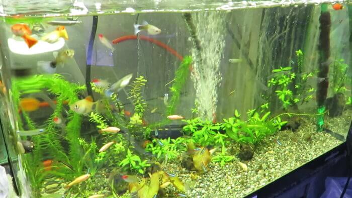 ひかるアクアリューム