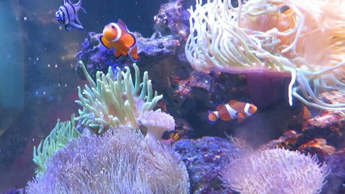 ひかるアクアリューム