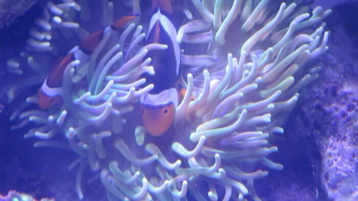 ひかるアクアリューム