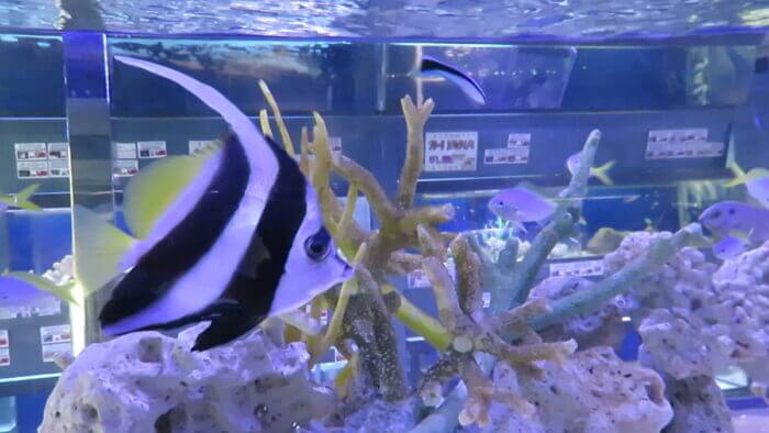 ひかるアクアリューム