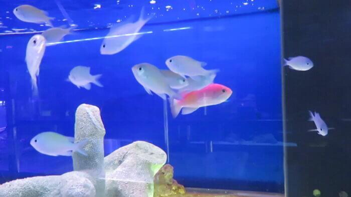 ひかるアクアリューム