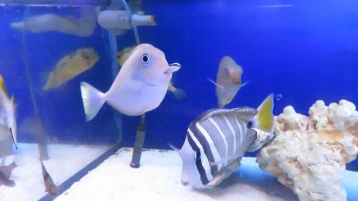 ひかるアクアリューム