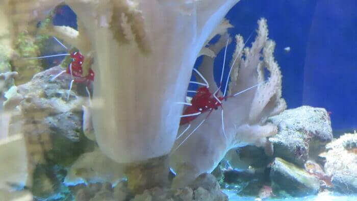 ひかるアクアリューム