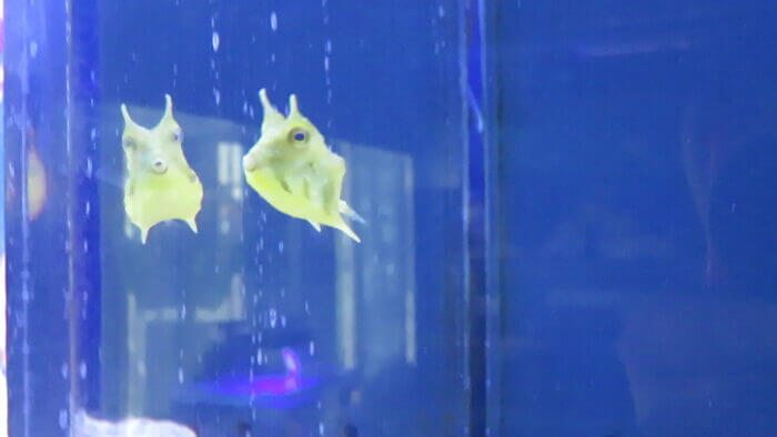 ひかるアクアリューム