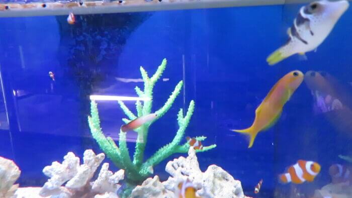 ひかるアクアリューム