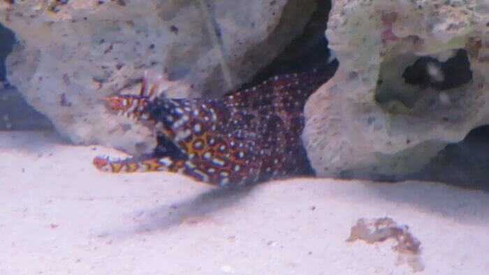 ひかるアクアリューム