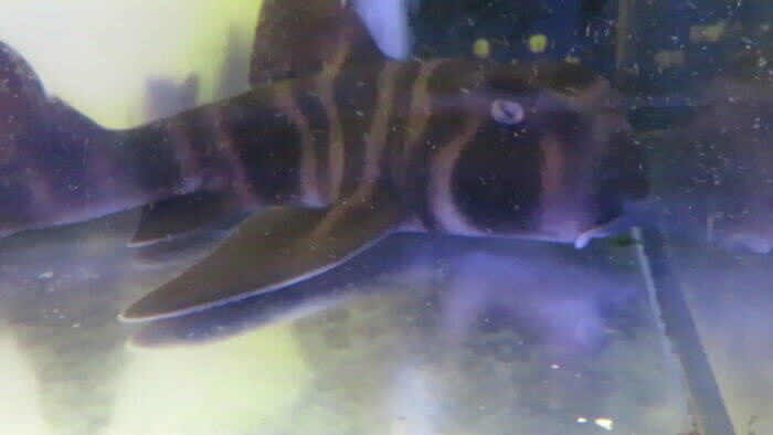 ひかるアクアリューム