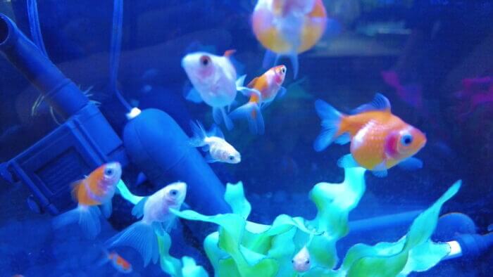 ヒロセペット谷津本店