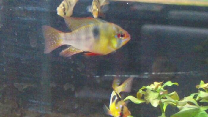 ヒロセペット谷津本店