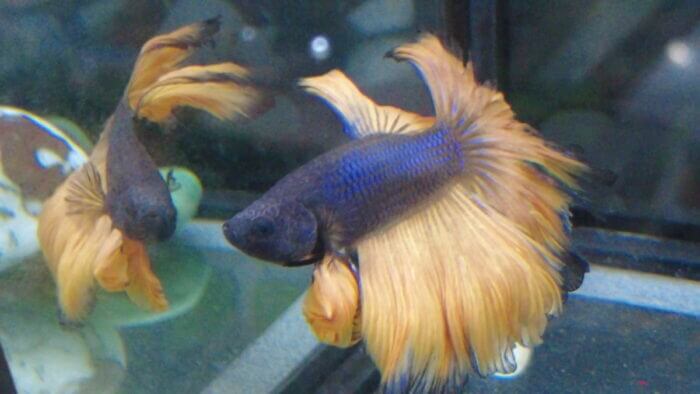 ヒロセペット谷津本店