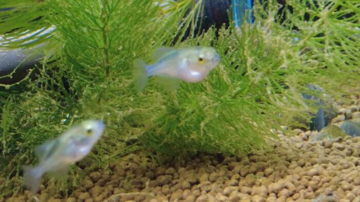 ヒロセペット谷津本店