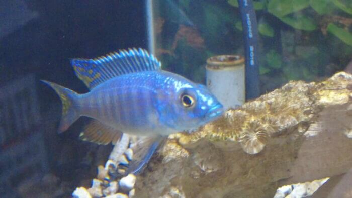 ヒロセペット谷津本店