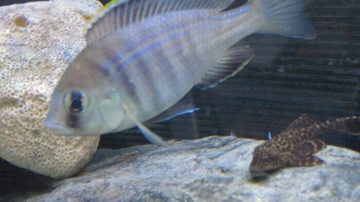 ヒロセペット谷津本店