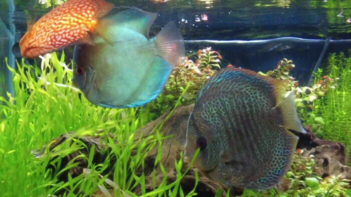 ヒロセペット谷津本店