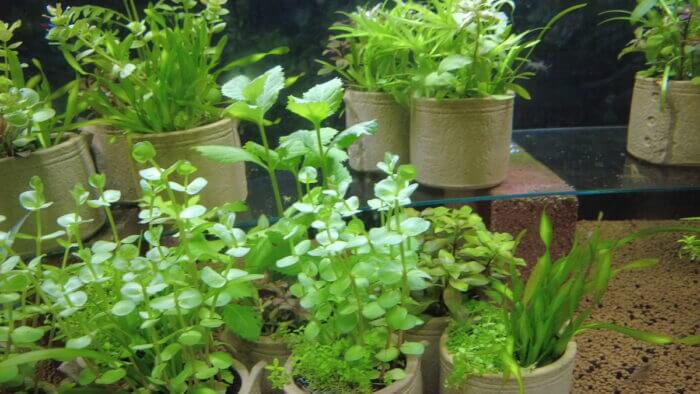 ヒロセペット谷津本店