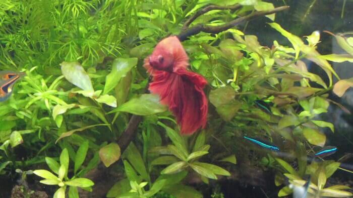 ヒロセペット谷津本店