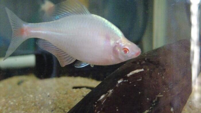 アクアステージ518