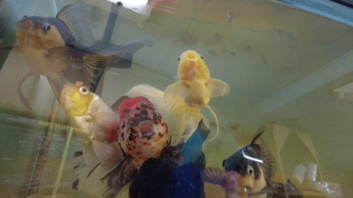 アクアステージ518