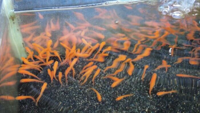 アクアステージ518