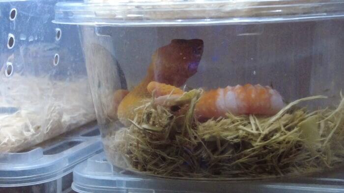 アクアステージ518