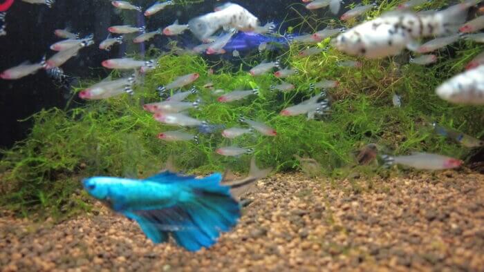 アクアステージ518