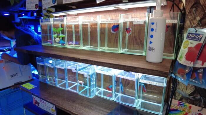 アクアステージ518