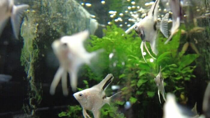 アクアステージ518