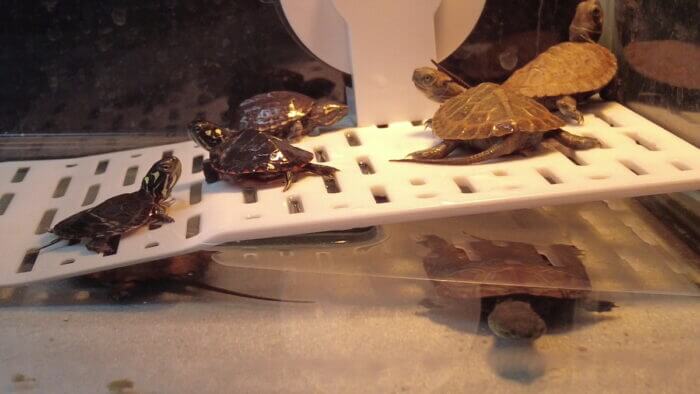 アクアステージ518