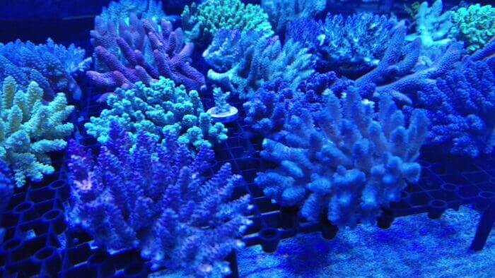 アクアステージ518