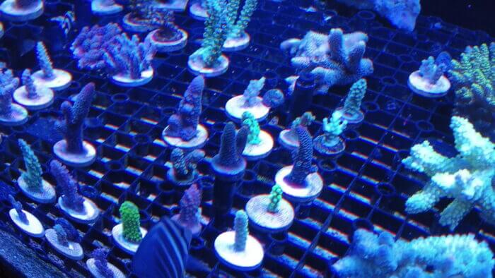 アクアステージ518