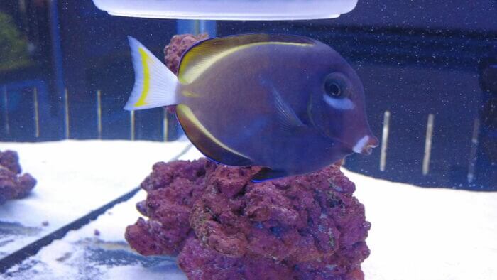 アクアステージ518