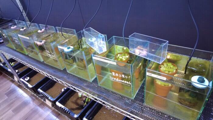 堀切めだか4号店