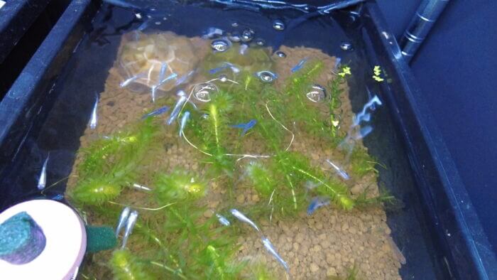 堀切めだか4号店