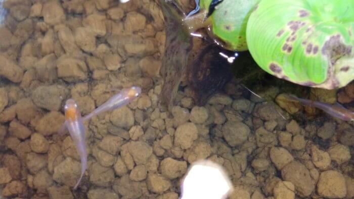 堀切めだか4号店