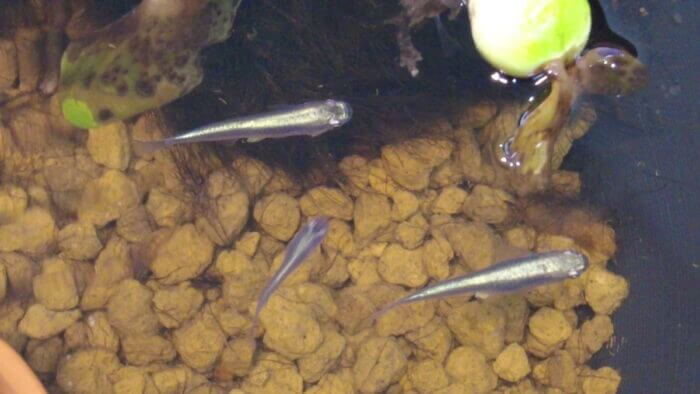 堀切めだか4号店