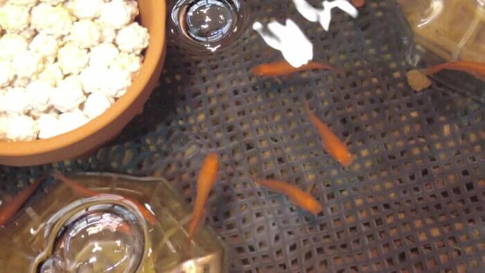 堀切めだか4号店