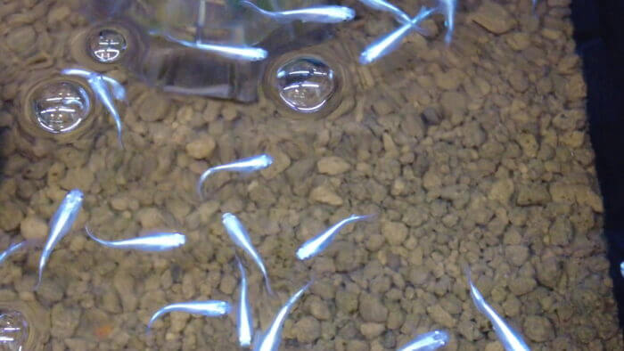 堀切めだか4号店