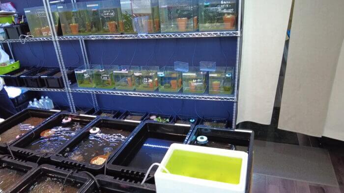 堀切めだか4号店