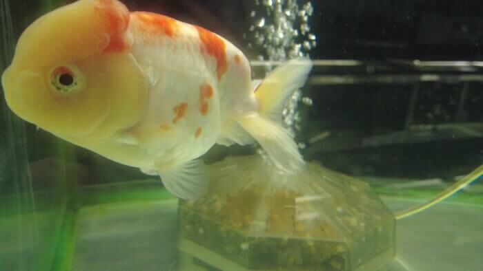 土屋観賞魚販売株式会社