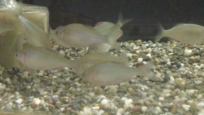 土屋観賞魚販売株式会社