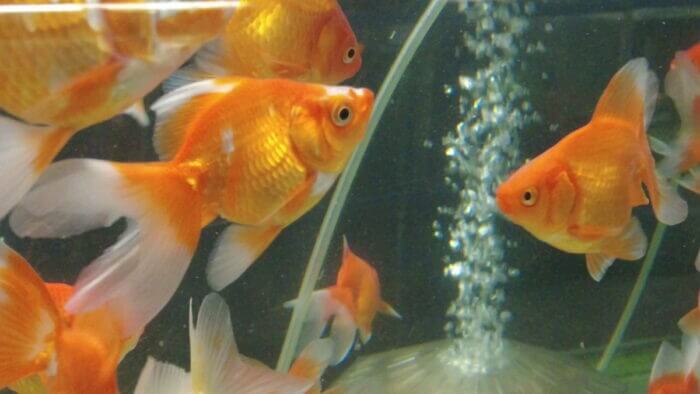 土屋観賞魚販売株式会社