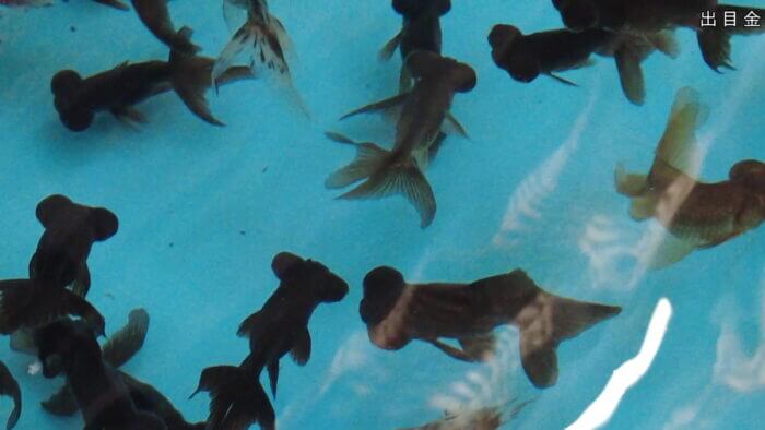 土屋観賞魚販売株式会社