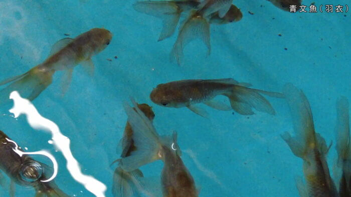 土屋観賞魚販売株式会社