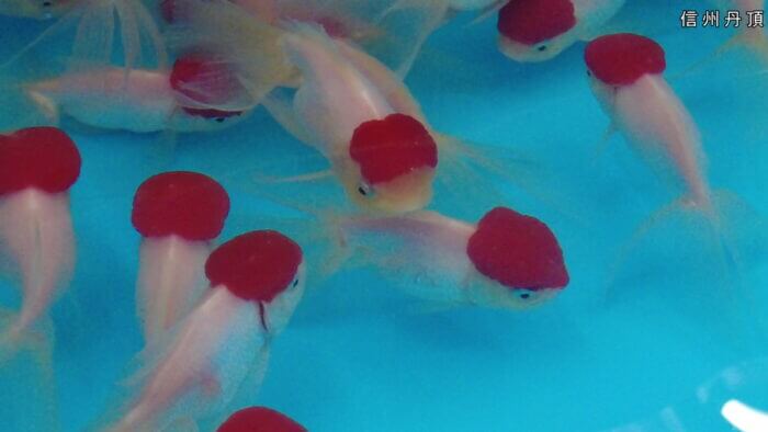 土屋観賞魚販売株式会社