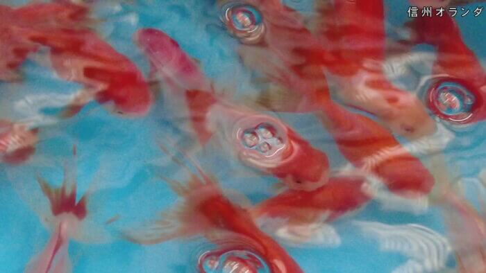 土屋観賞魚販売株式会社