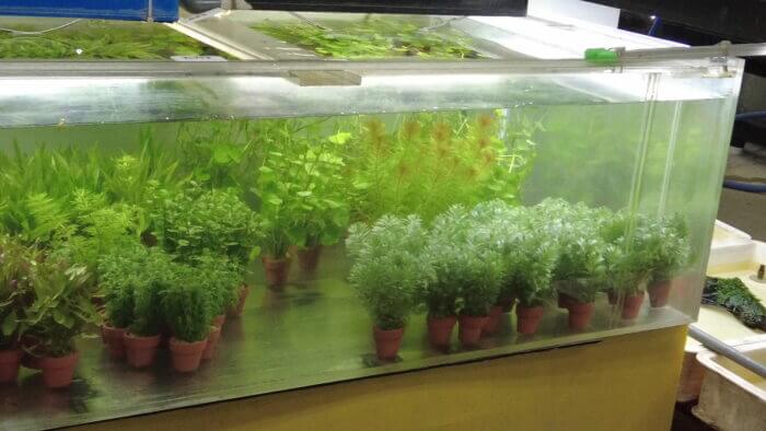 土屋観賞魚販売株式会社